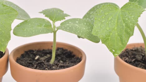 Cucumber-seedlings-in-clay-pots-on-a-white-background