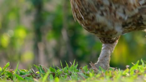 Head-of-free-range-chicken-feeding-in-farm-field