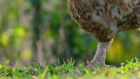 cabeza de pollo de corral alimentando en el campo de la granja