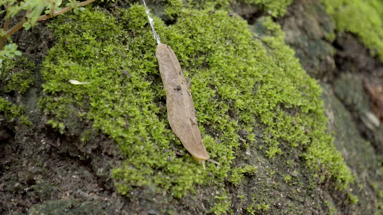 Snail moving on Moss Grassy Rock