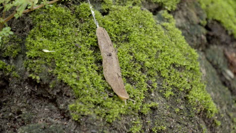 caracol que se mueve en la roca de césped de musgo