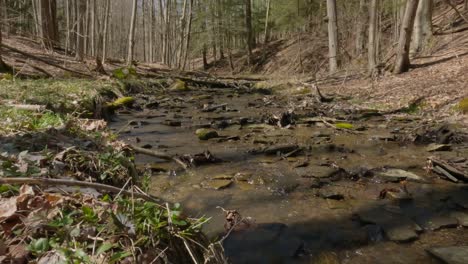 Saltar-Para-Cruzar-Un-Arroyo-Boscoso,-Chapotear-En-El-Agua