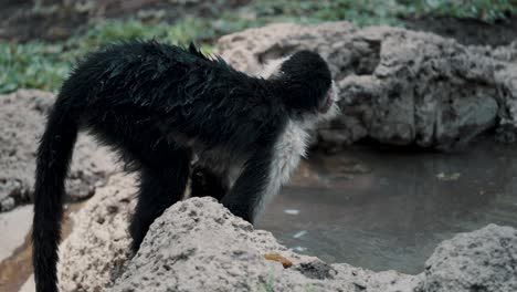 a young white-faced capuchin monkey drinking and washing hands in a pond