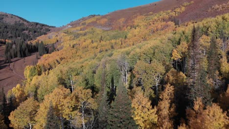 Fast-aerial-flyover-above-golden-fall-trees-on-Guardsman-Pass-Utah,-USA