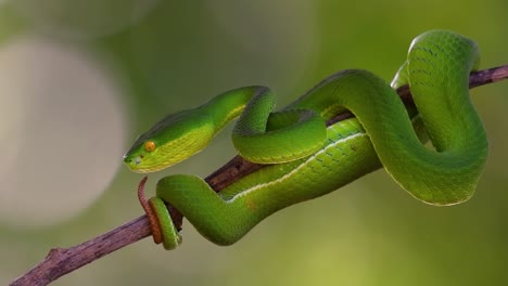 la víbora de labios blancos es una víbora venenosa endémica del sudeste asiático y a menudo se encuentra durante la noche esperando en una rama o rama de un árbol cerca de un cuerpo de agua con muchos alimentos