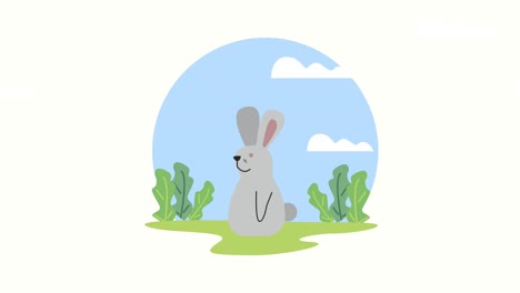 cute rabbit in the camp animation