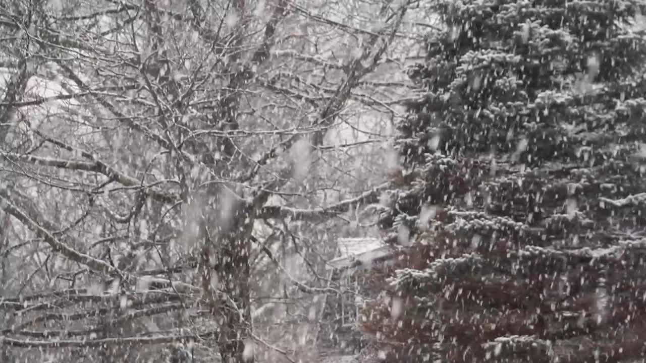 сильная снежная буря с елью на заднем плане, снято со штатива