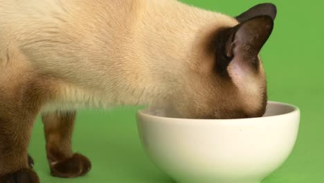 siamese cat eating from food plate close up side shot