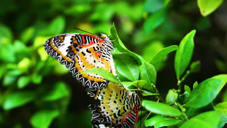 pair of cethosia butterfly mating on the plant leaves in the garden