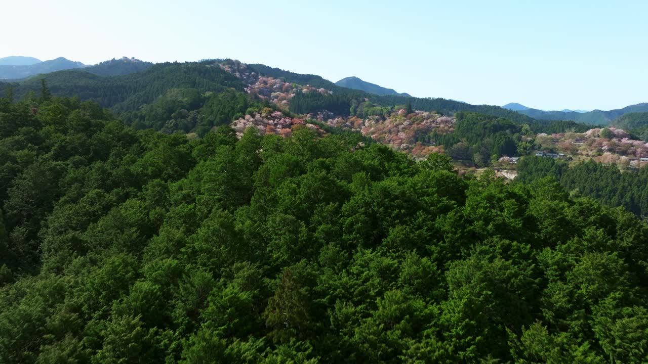 Aerial natural green landscape of Japan with Cherry blossom sakura trees shining behind at Mount Yoshino