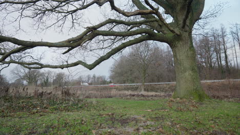 Runner-strides-past-gnarled-tree-on-misty-morning