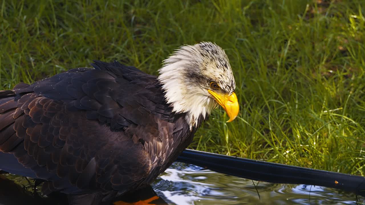 Video of the American bald eagle, slow motion, close up