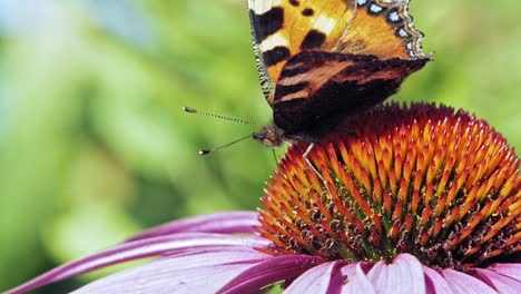 Macro-shot-of-orange-Small-tortoiseshell-butterfly-collecting-nectar-from-purple-coneflower-on-green-background