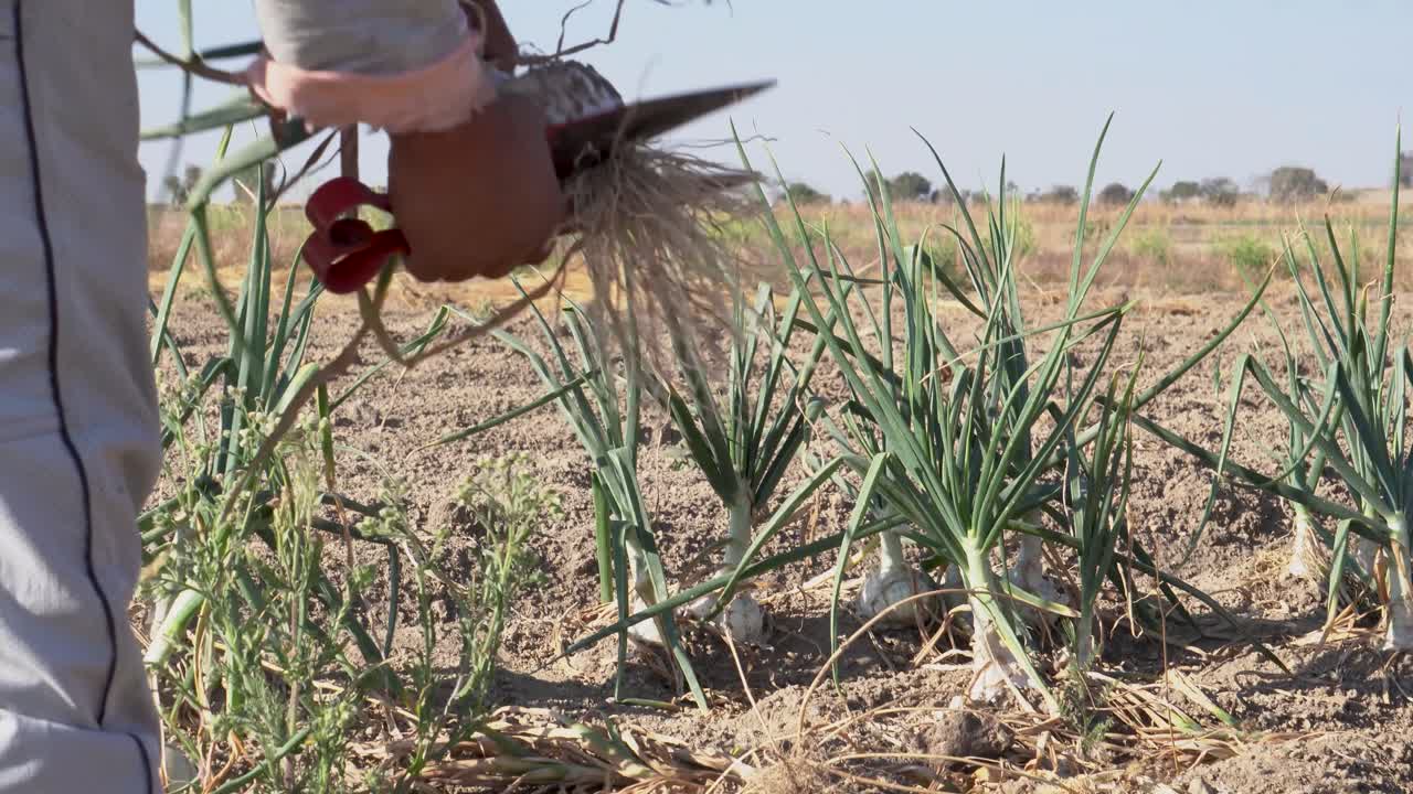un agricultor mexicano cultivando cebolla