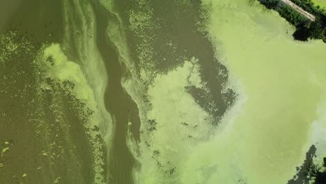 aerial drone footage of algae bloom in lake erie canada