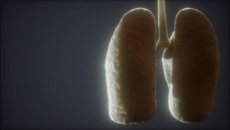 animación médicamente precisa del pulmón humano en bucle 3d