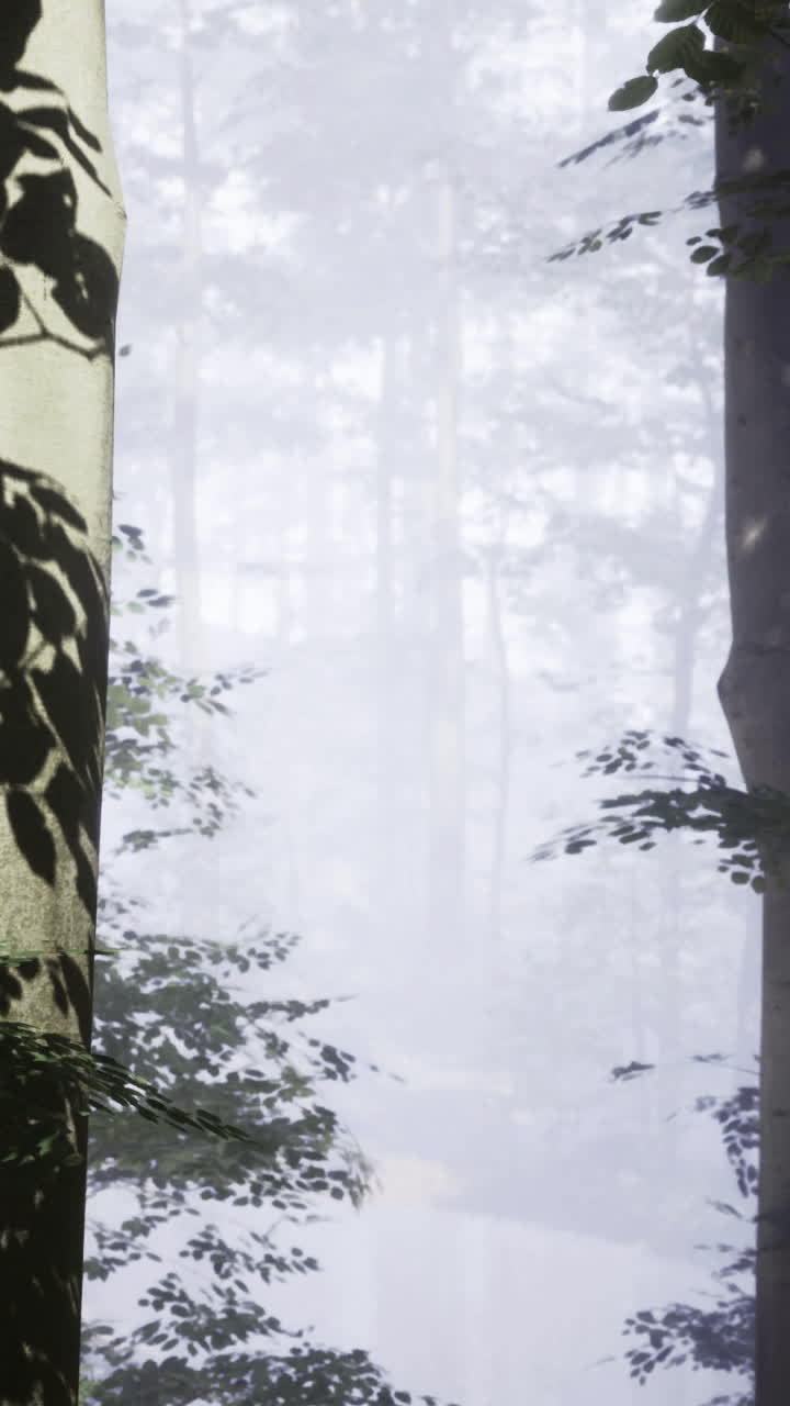 La nebbia copre una foresta con alberi e ombre alla luce del mattino.