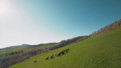 horses herd with foals gallops uphill against bare forest