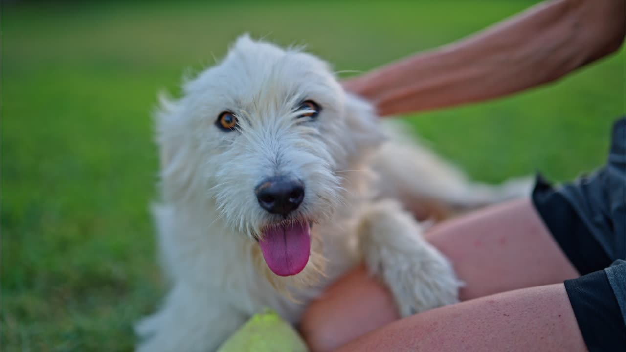 Close-up shot of a happy white dog relaxing on the grass while being gently petted by its owner. the positive relationship between dogs and humans. slow motion
