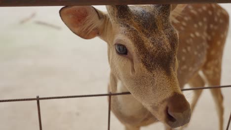 retrato de cerca de un ciervo manchado chital olfateando a los visitantes detrás de una valla