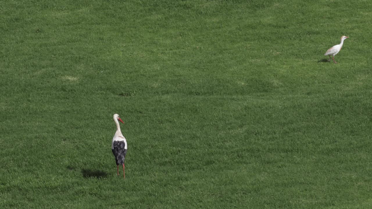 두 마리 의 새 가 도시 공원 의 잔디 에 있는 여름 풍경 을 아름답게 꾸미고 있다