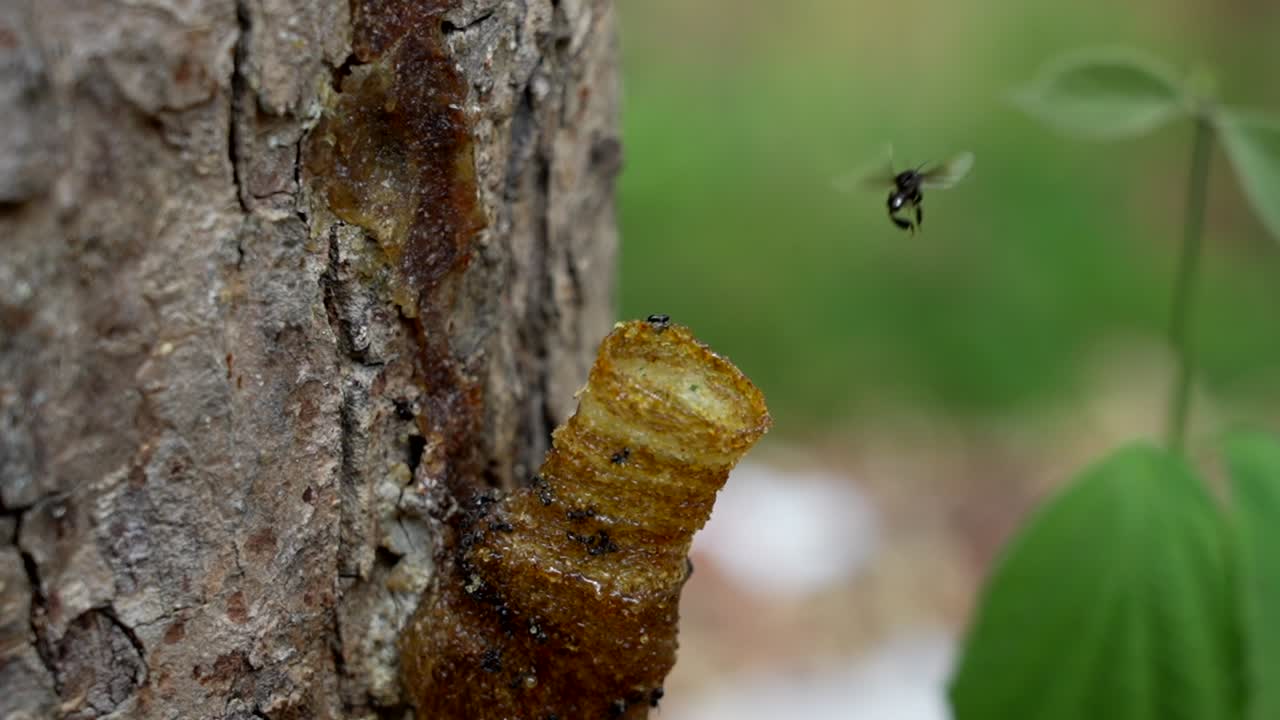 un video macro de abejas sin aguijón entrando y saliendo de su tubo de entrada de cera que conduce a su colonia de abejas dentro del tronco del árbol
