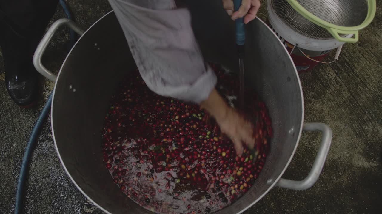 Washing Coffee Beans