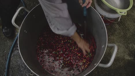 washing coffee beans