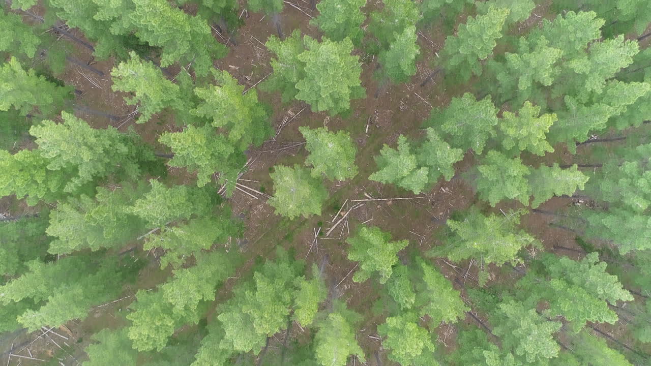 Flying above tall green pine trees in Kuitpo Forrest, Adelaide, South Australia