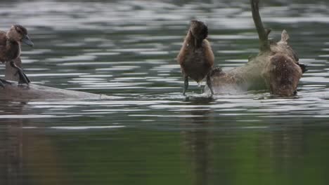 Silbido-Pato-estanque-agua