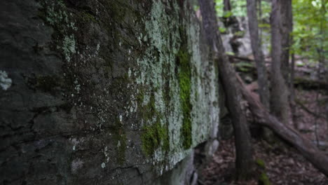 Pared-De-Piedra-De-Roca-En-Medio-Del-Fondo-Del-Bosque-Sin-Nadie