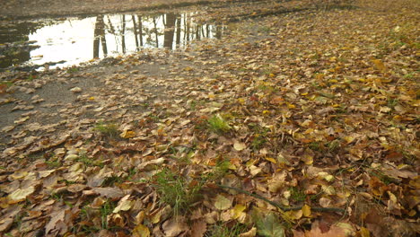 Hojas-De-Otoño-Caídas-Alfombran-El-Suelo-Del-Bosque