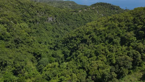 el verde dosel del bosque tropical en la isla de cebu bajo la luz del día