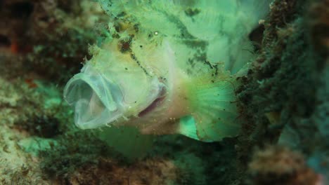 a scorpion leaf fish displaying animal behaviour by yawning