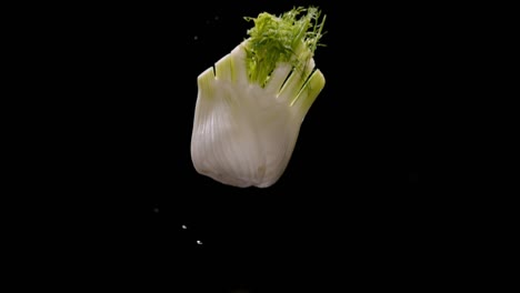 Fennel-falling-on-water-floor-with-splash-isolated-on-black-background,-slow-motion