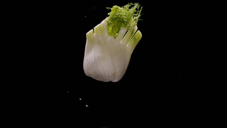 fennel falling on water floor with splash isolated on black background, slow motion