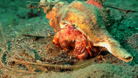 cangrejo ermitaño de cerca en el arrecife de coral arenoso