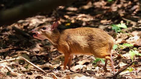 Im-Sommer-Fressen-Sie-Einige-Gefallene-Früchte-Auf-Dem-Boden-Im-Wald,-Kleines-Maushirsch-Tragulus-Kanchil,-Nationalpark-Khaeng-Krachan,-Thailand