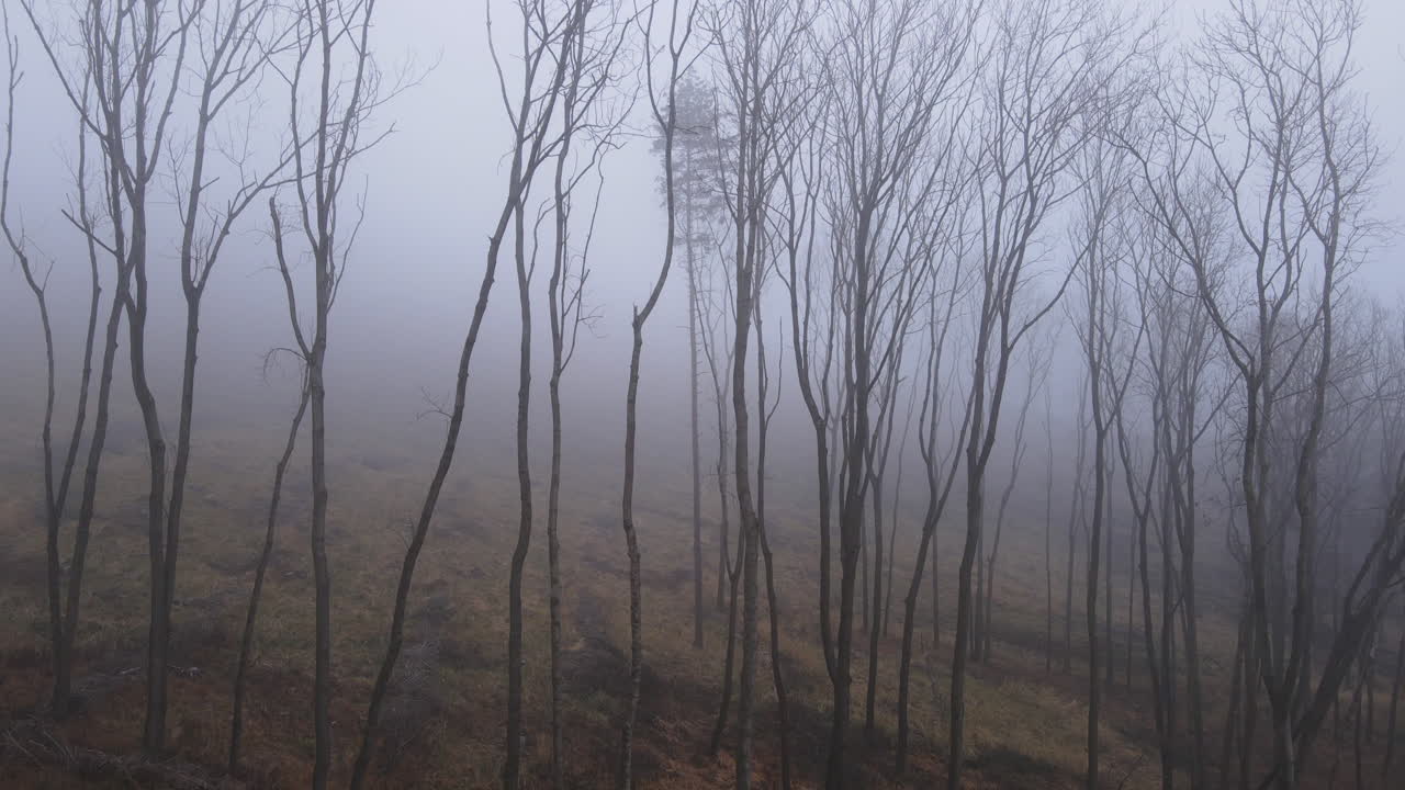 vista aérea de una hilera de árboles coníferos parados en una colina durante el invierno cubiertos de niebla pesada