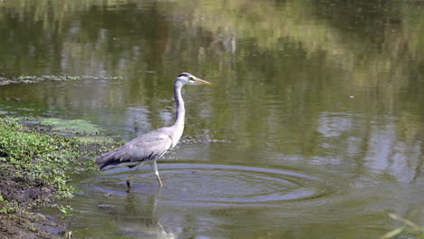 Great-blue-heron-on-river-edge,-hunting-for-prey