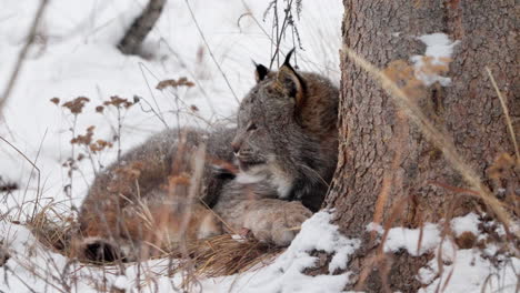 view of a canada lynx resting on snowy landscape in whitehorse, yukon, canada - slow motion