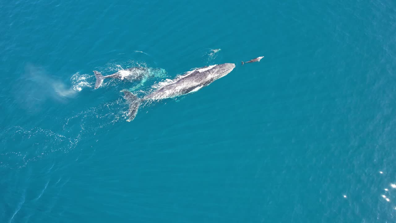 Humpback Whales And Bottlenose Dolphins Swimming In The Surface Of Blue Sea In Summer