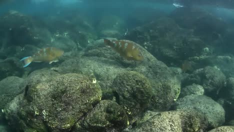 snorkel 00