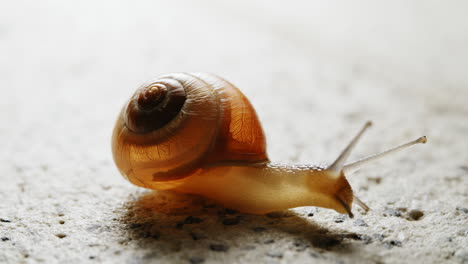 The yellow snail with its delicate shell gracefully glides along, leaving a glistening trail behind as it leisurely explores its surroundings