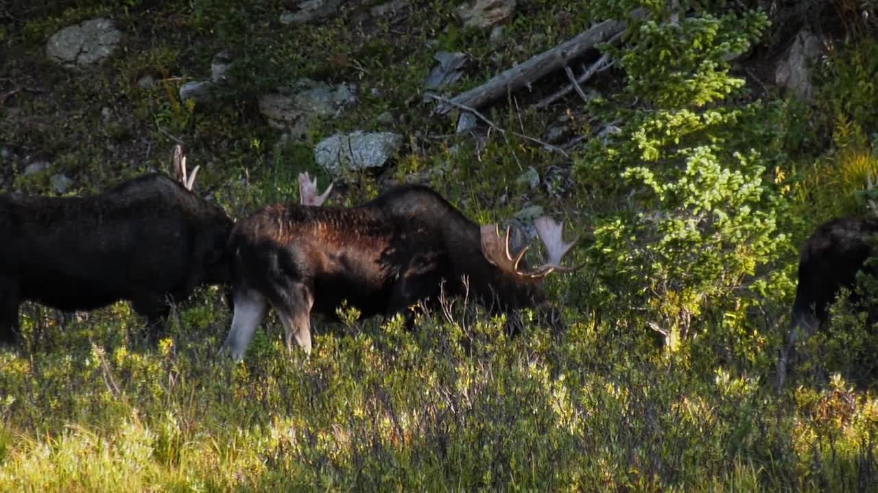 Three bull moose eating on grasses and willows in Colorado
