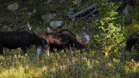 Three-bull-moose-eating-on-grasses-and-willows-in-Colorado