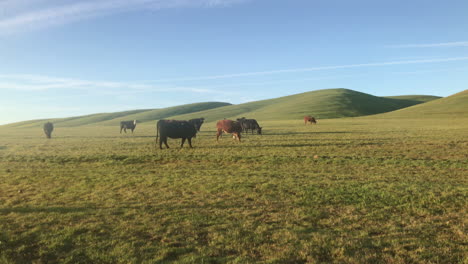 beautiful rural farm scenery with herd of cows grazing on green pasture during early morning sunrise light