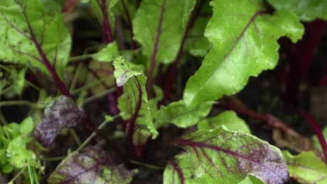 Auf-Einer-Natürlichen-Offenen-Farm,-Die-Rote-Bete-Aus-Dem-Gemüsebeet-Aufnimmt,-Das-Lebensmittellandwirtschaft-Anbaut