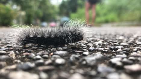 shallow focus tiny hairy caterpillar walking across stone pathway wilderness closeup