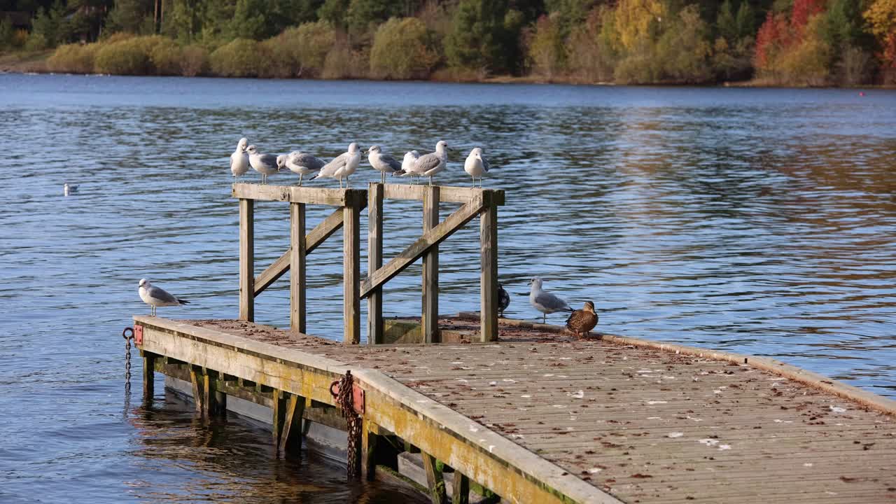 Ducks and seagulls resting at floating dock in freshwater lake during autumn